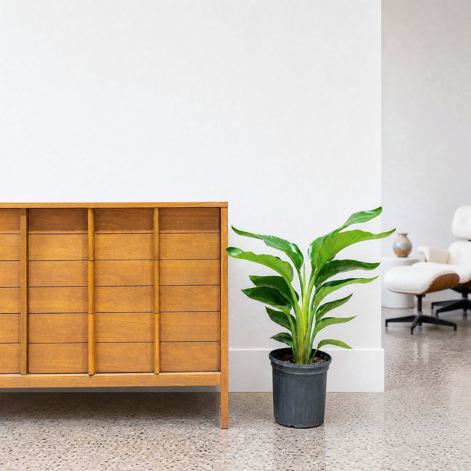 Bird of Paradise | White | Strelitzia Nicolai | Care Guide and Pro Tips - Delivery from Toronto across Canada - JOMO Studio