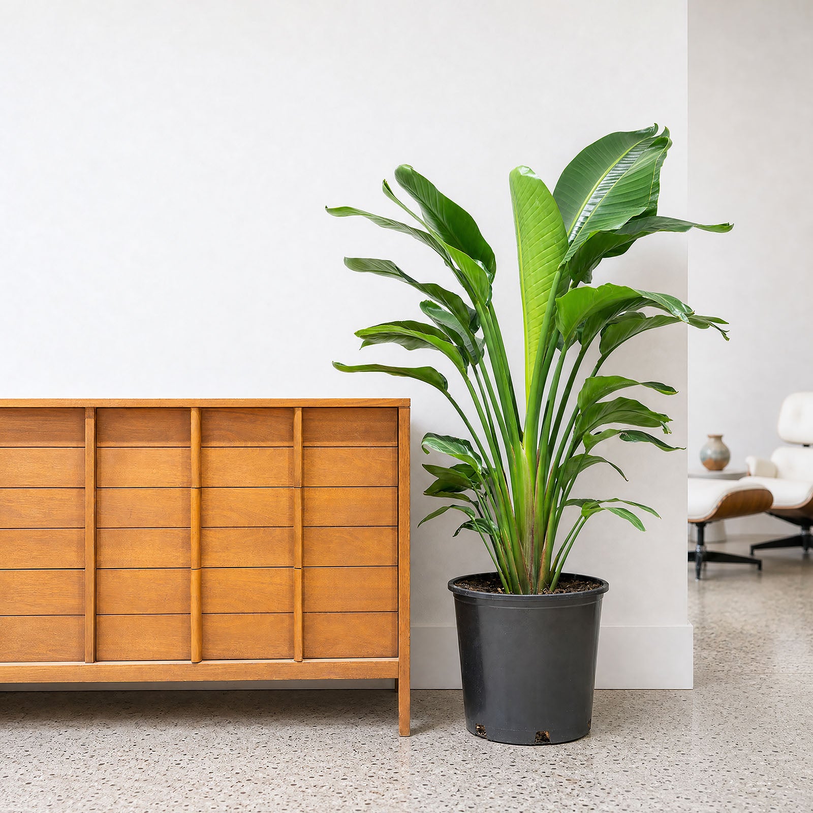 Bird of Paradise | White | Strelitzia Nicolai | Care Guide and Pro Tips - Delivery from Toronto across Canada - JOMO Studio