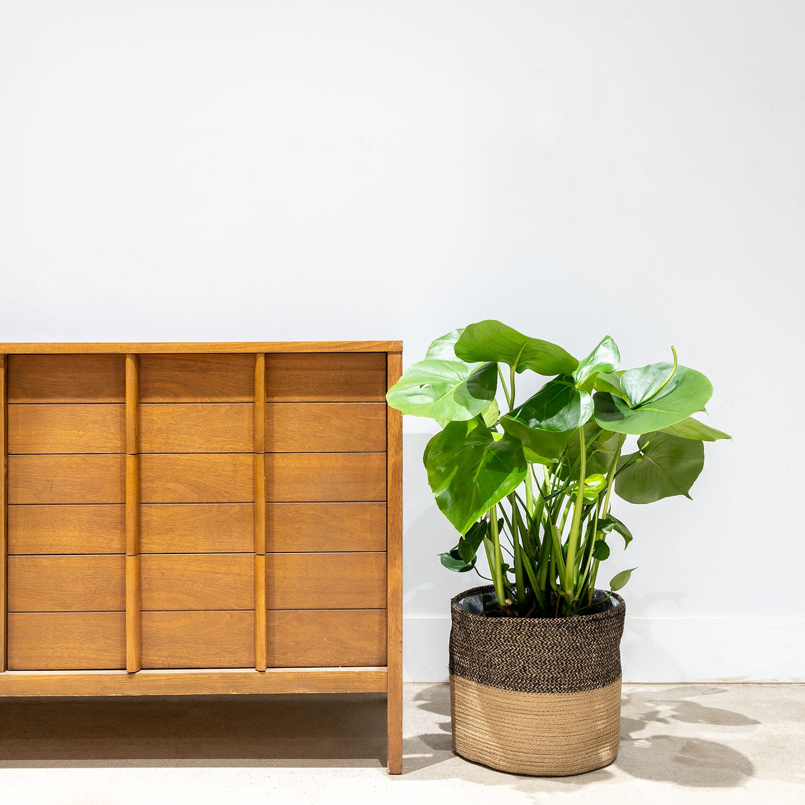 Black Basket Planter - House Plants Delivery Toronto - JOMO Studio