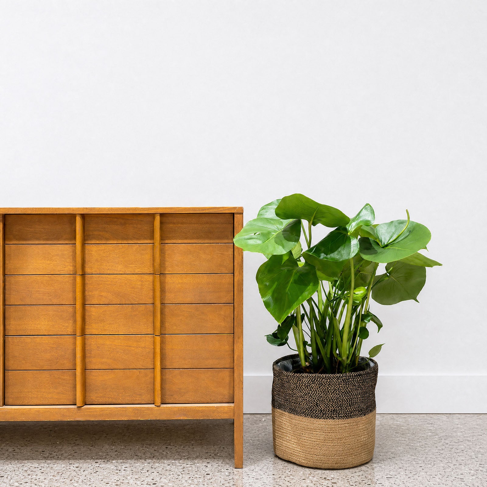 Black Basket Planter - House Plants Delivery Toronto - JOMO Studio