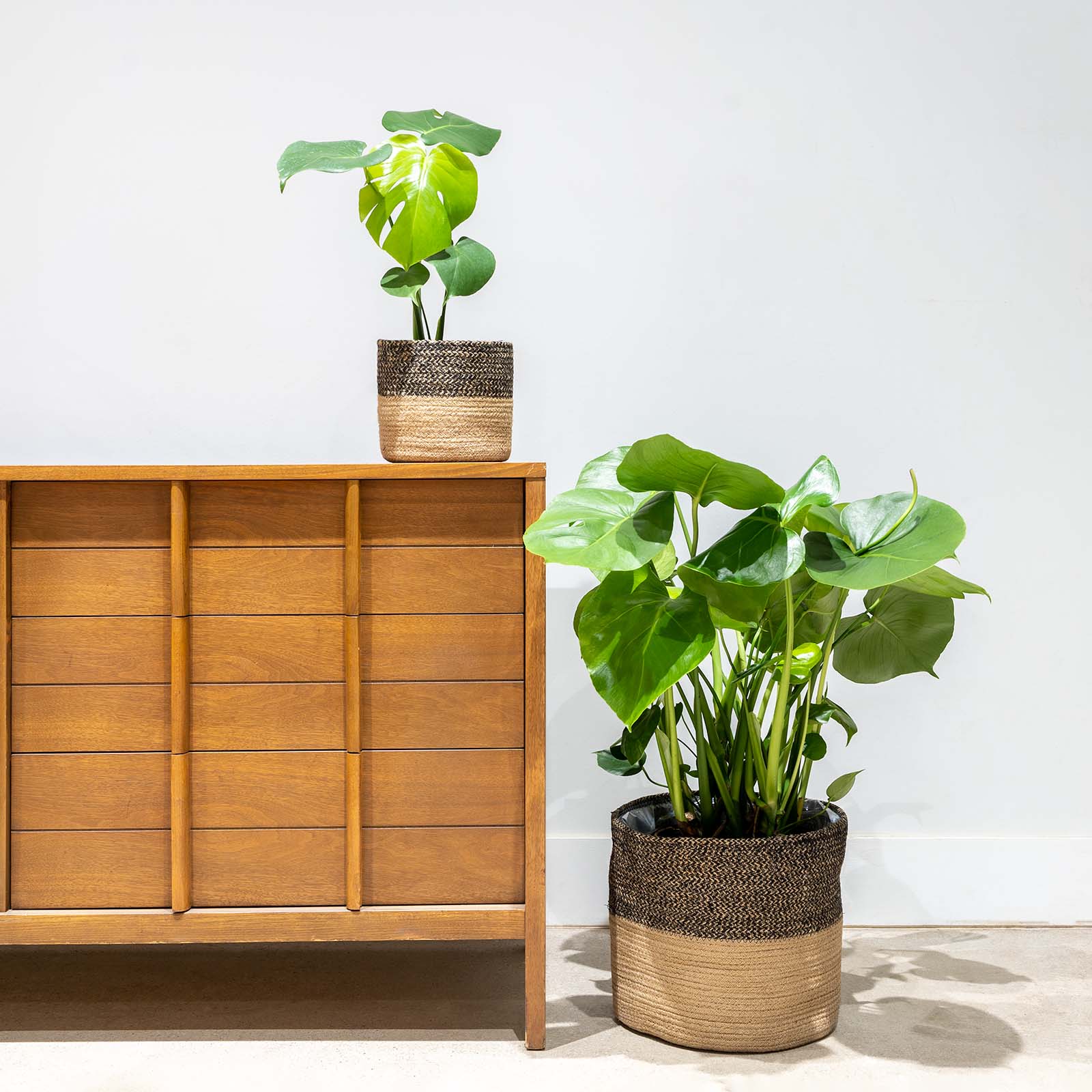 Black Basket Planter - House Plants Delivery Toronto - JOMO Studio