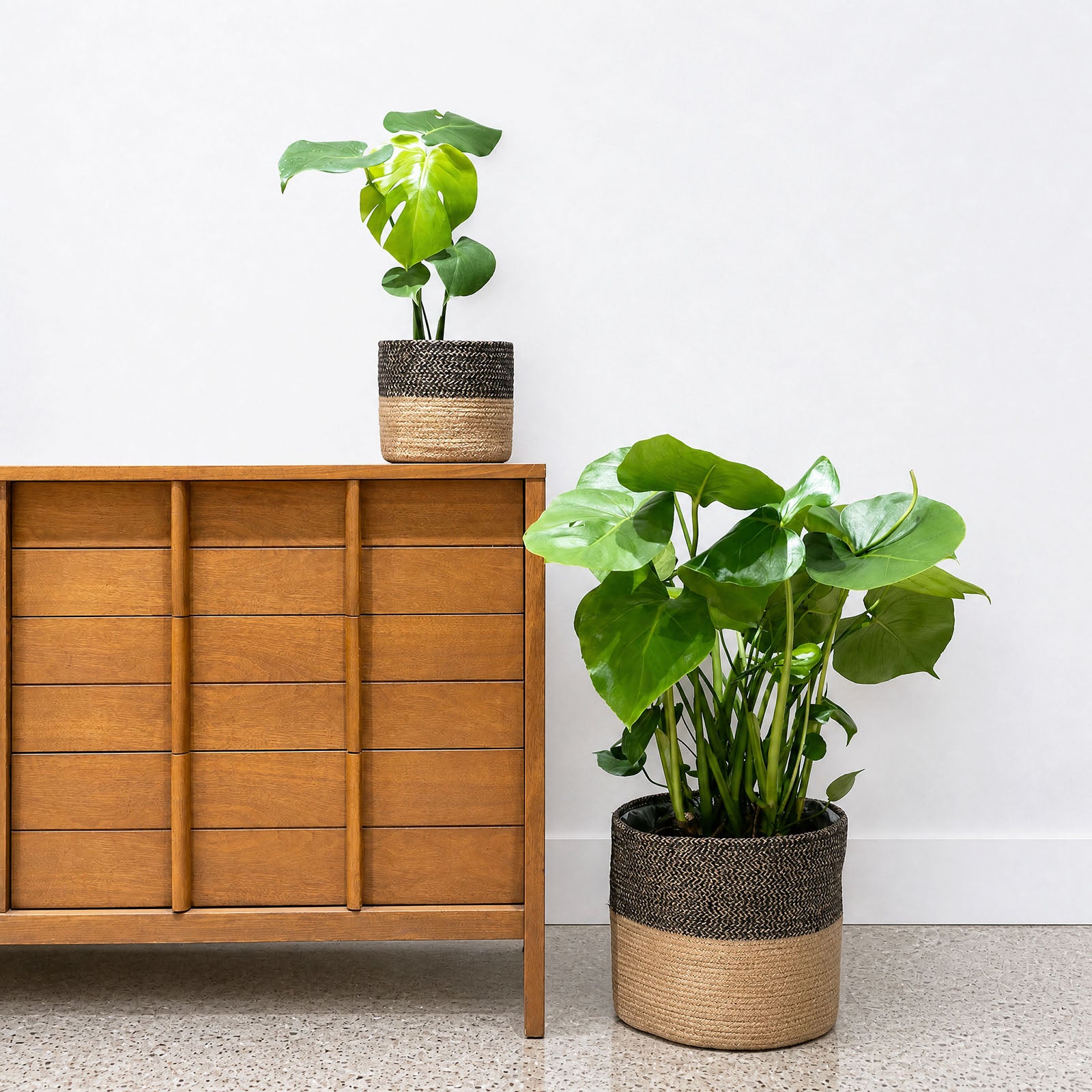 Black Basket Planter - House Plants Delivery Toronto - JOMO Studio