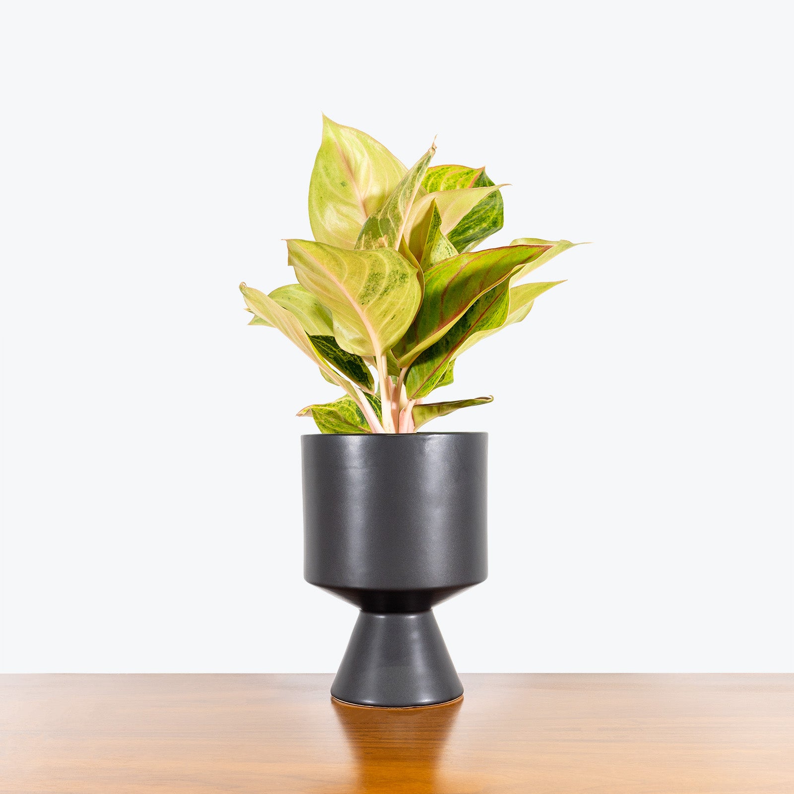 Black Pedestal Planter - House Plants Delivery Toronto - JOMO Studio