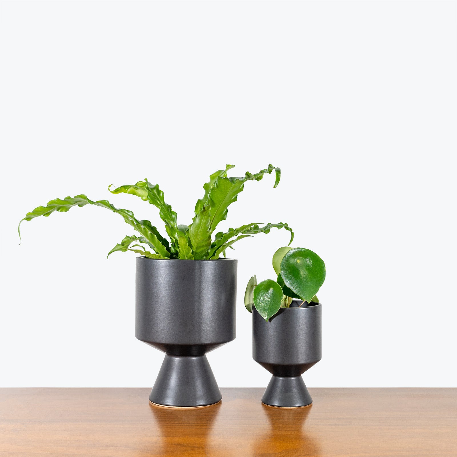 Black Pedestal Planter - House Plants Delivery Toronto - JOMO Studio