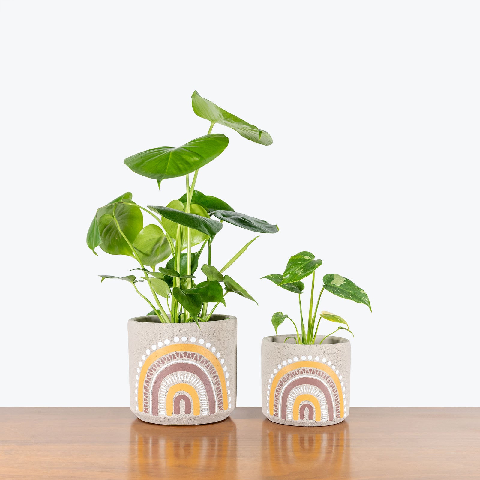 Boho Rainbow Planter - House Plants Delivery Toronto - JOMO Studio