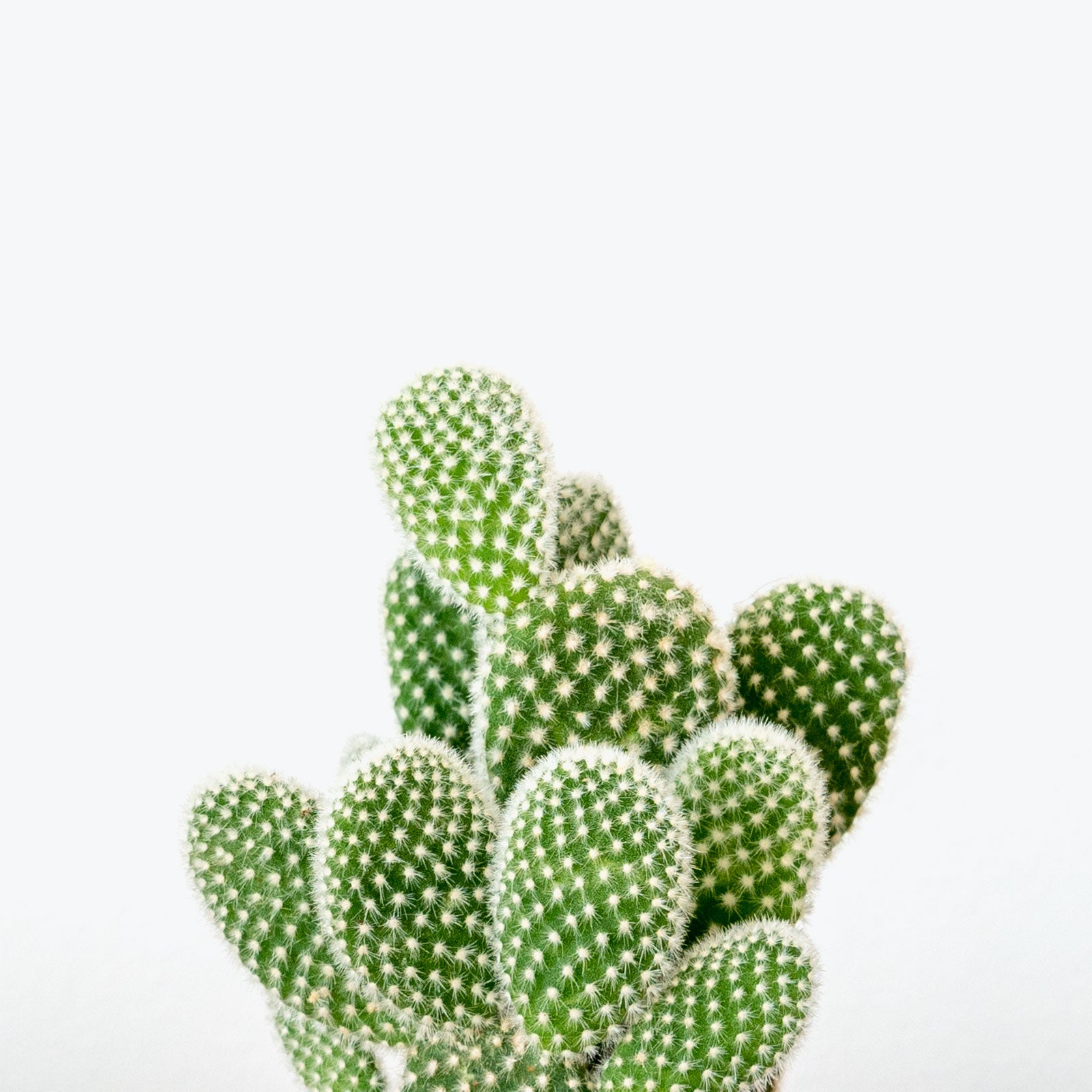 Bunny Ear Cactus - House Plants Delivery Toronto - JOMO Studio