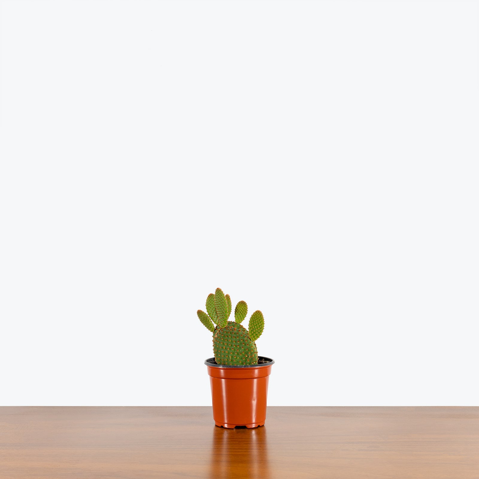 Bunny Ear Cactus - House Plants Delivery Toronto - JOMO Studio