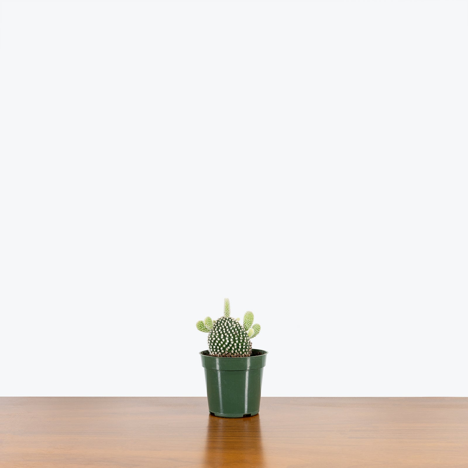 Bunny Ear Cactus - House Plants Delivery Toronto - JOMO Studio