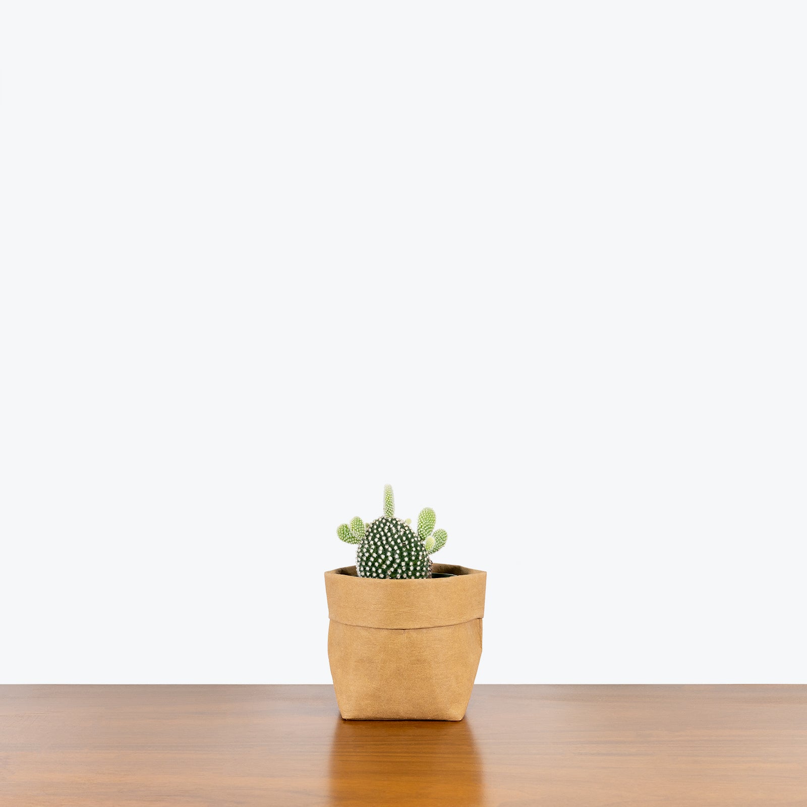 Bunny Ear Cactus - House Plants Delivery Toronto - JOMO Studio