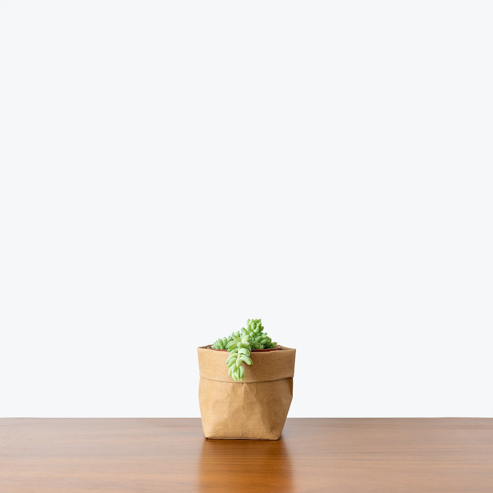 Sedum Morganianum - Burro’s Tail - House Plants Delivery Toronto - JOMO Studio