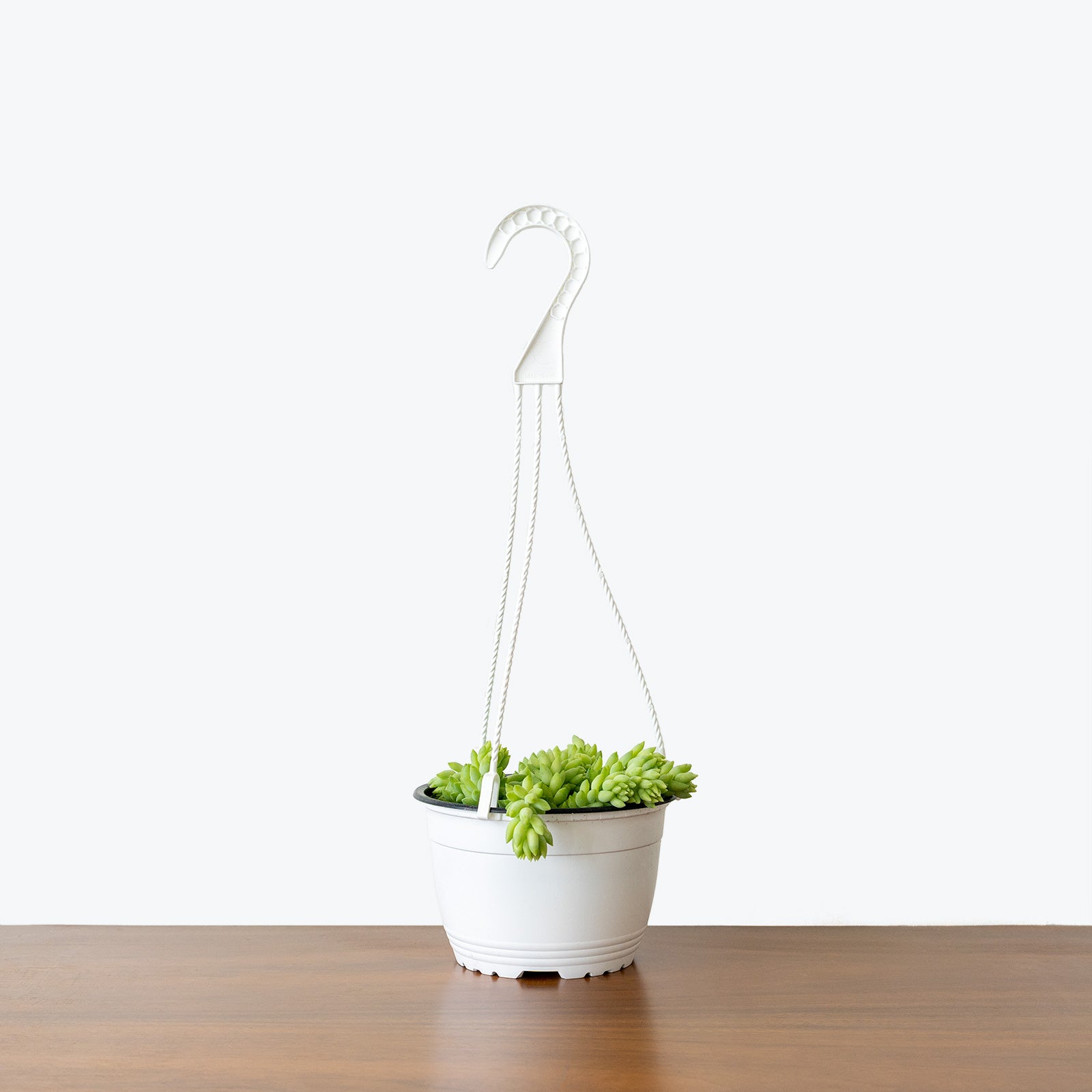 Sedum Morganianum - Burro’s Tail - House Plants Delivery Toronto - JOMO Studio