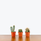 Cactus Mystery Box — Three Assorted
