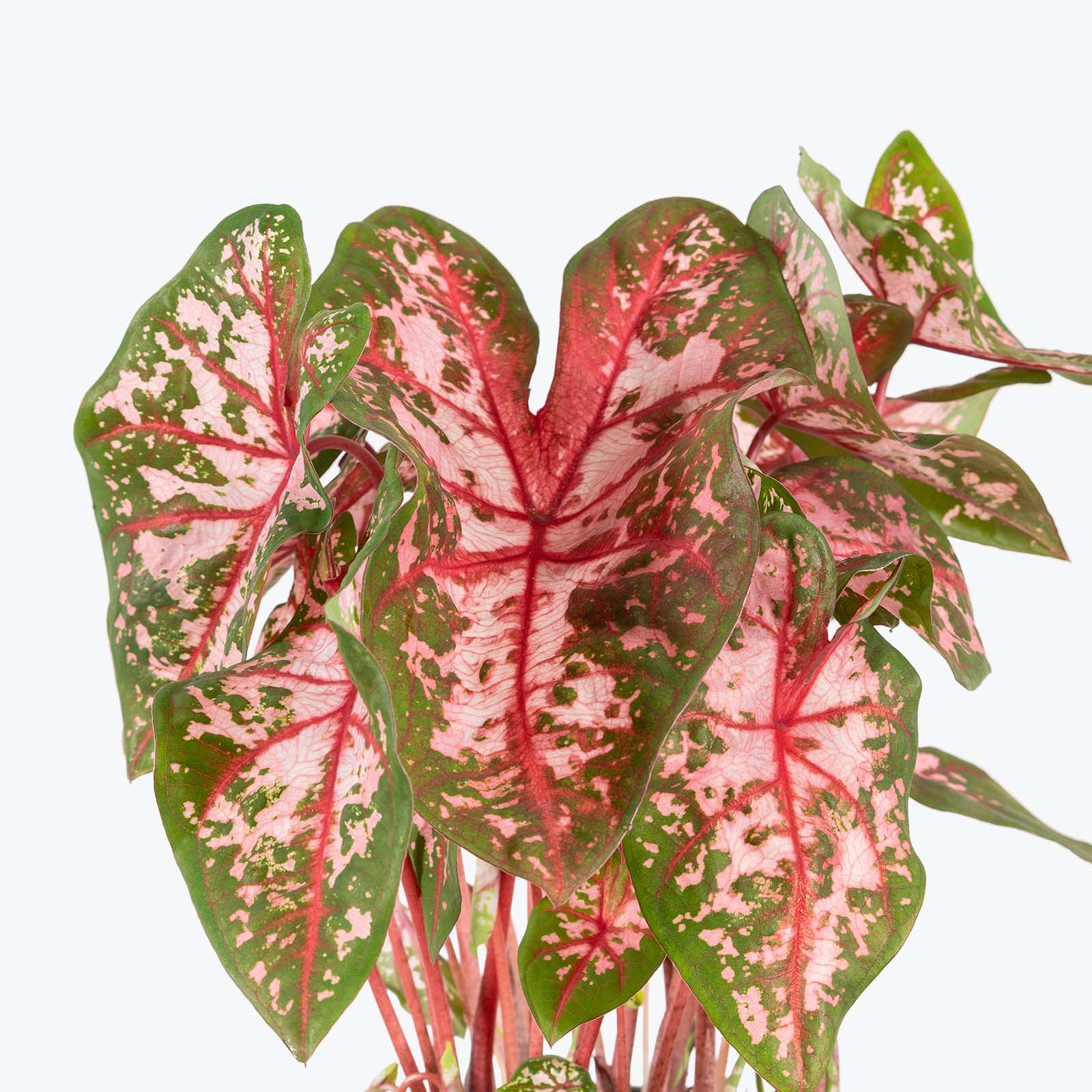 Caladium Carolyn Whorton - Toronto House Plant Delivery - JOMO Studio