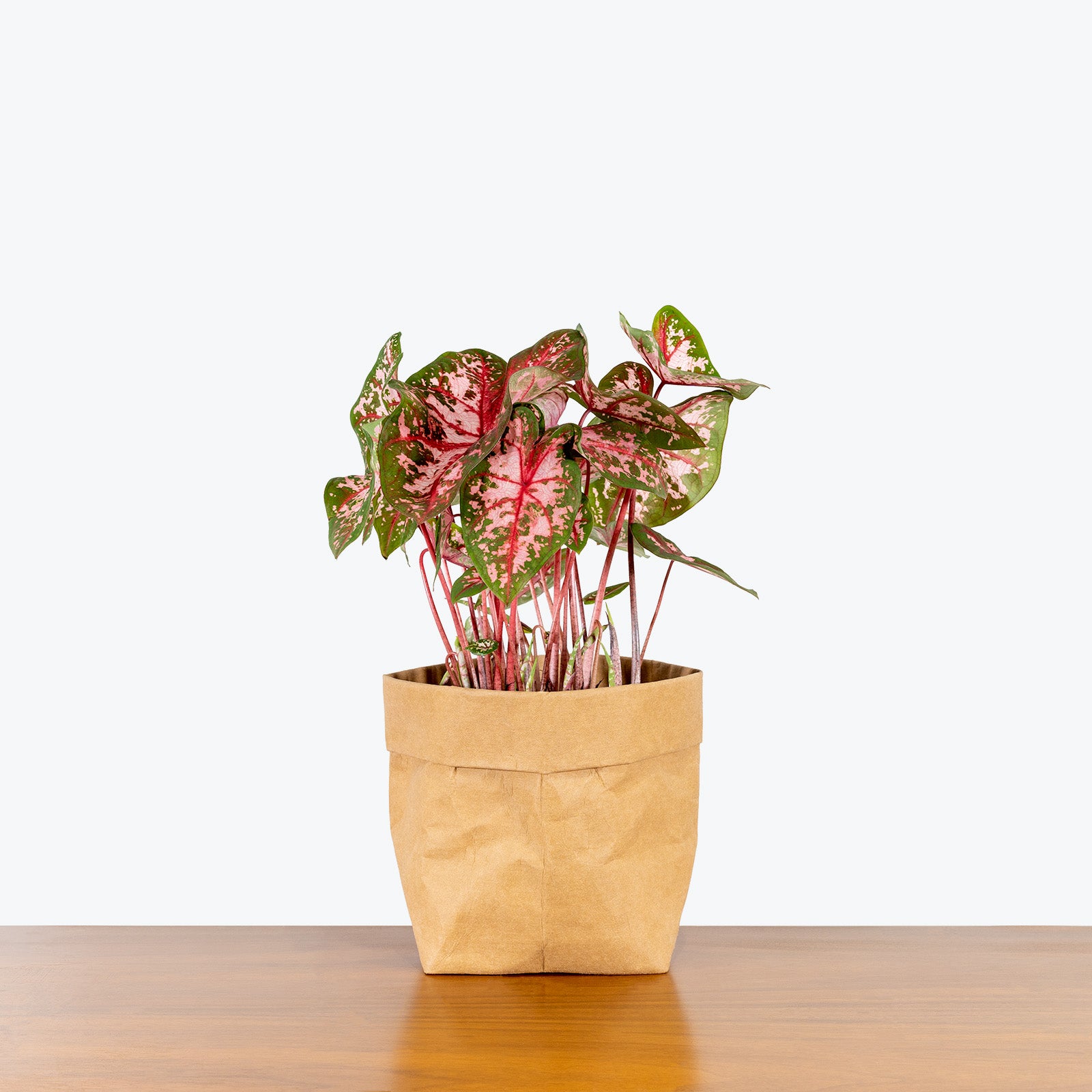 Caladium Carolyn Whorton - Toronto House Plant Delivery - JOMO Studio