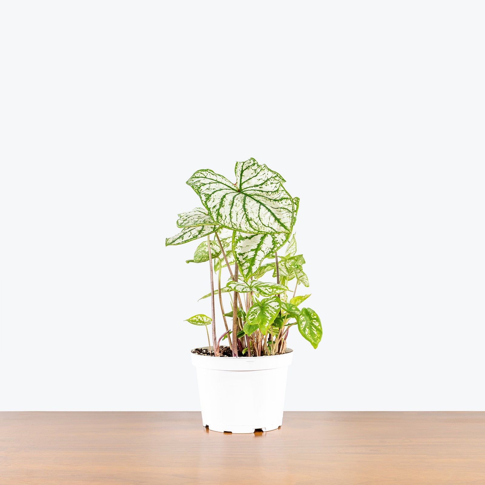 Caladium Monument - Toronto House Plant Delivery - JOMO Studio