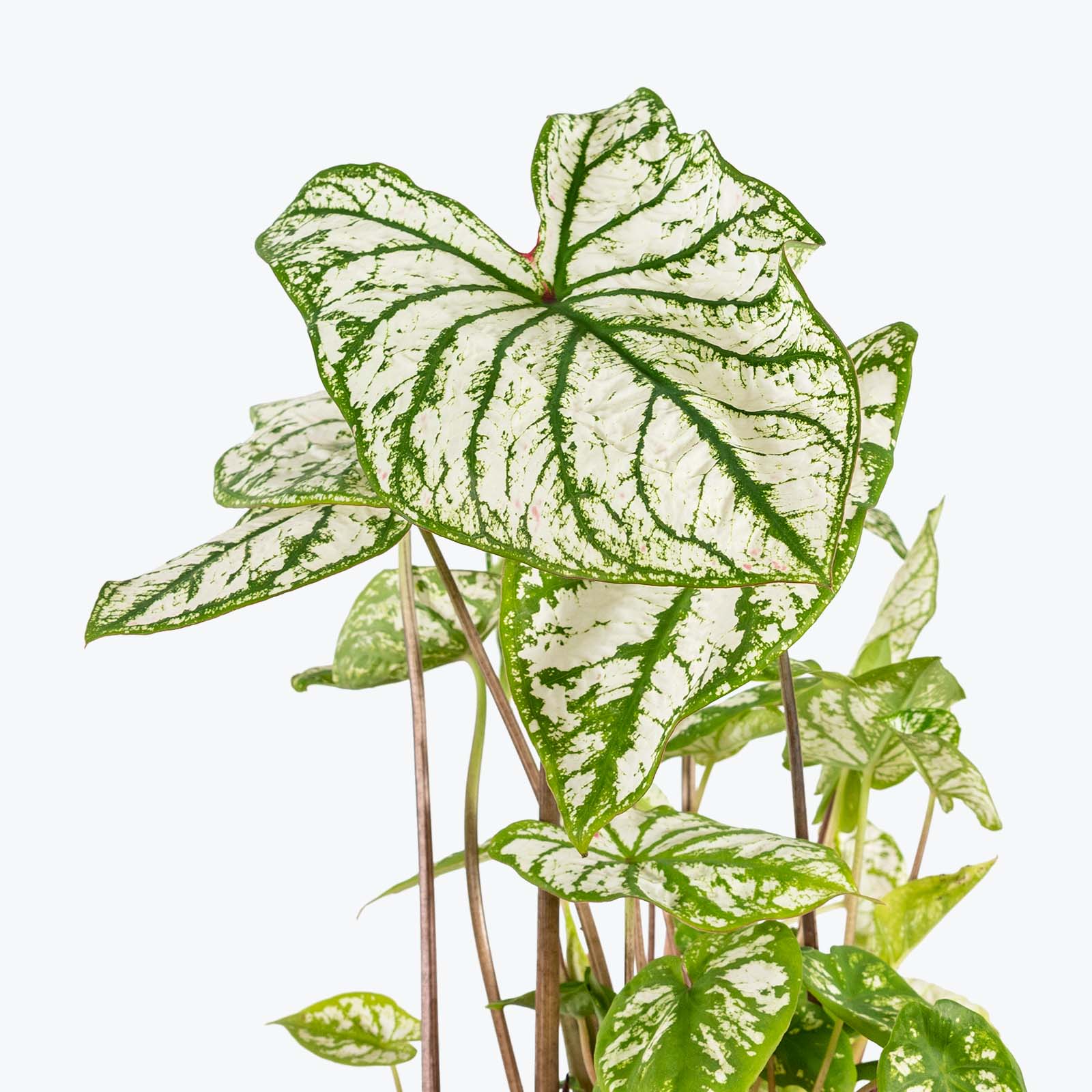 Caladium Monument - Toronto House Plant Delivery - JOMO Studio