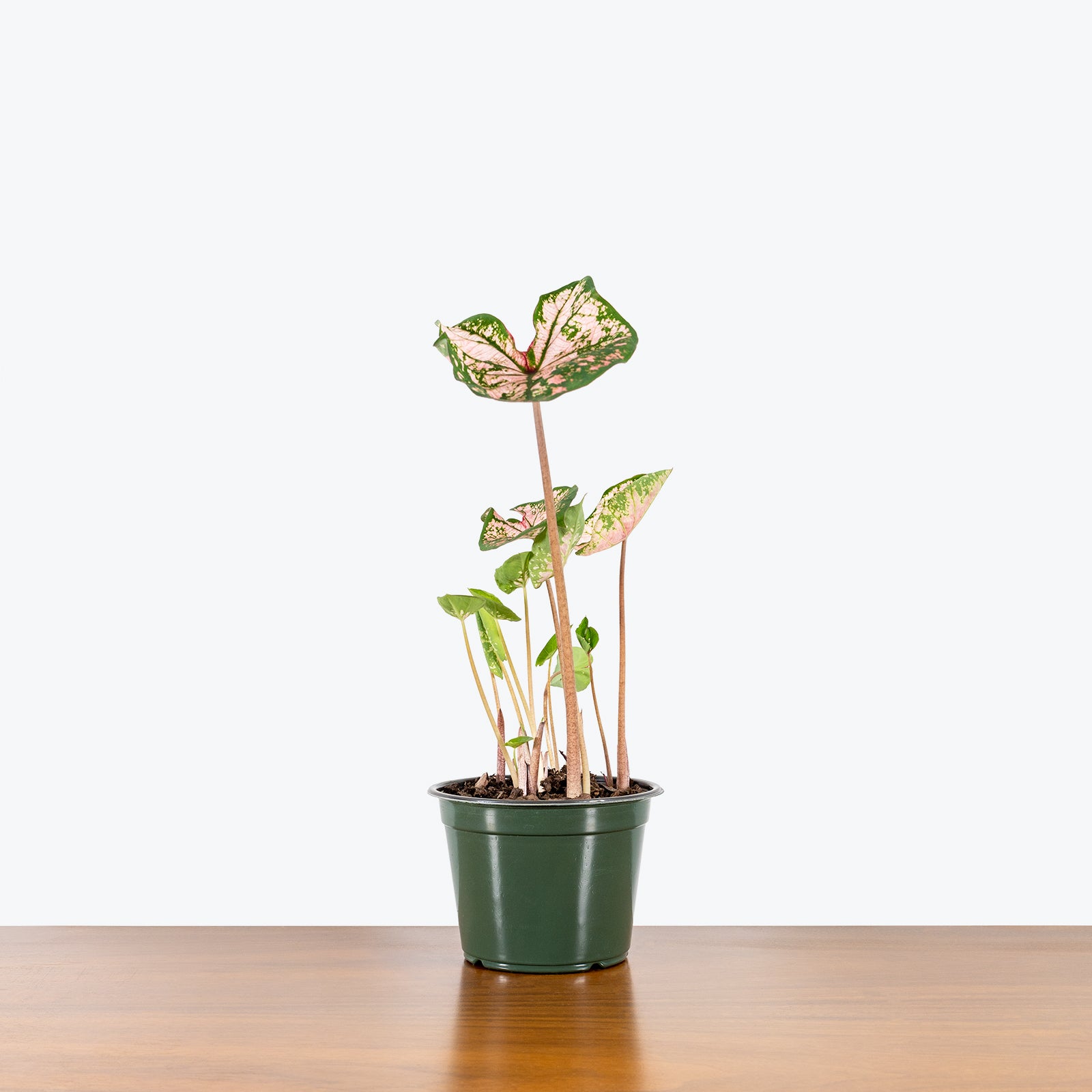 Caladium Pink Splash - Toronto House Plant Delivery - JOMO Studio