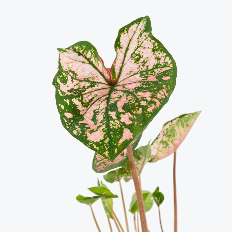 Caladium Pink Splash - Toronto House Plant Delivery - JOMO Studio