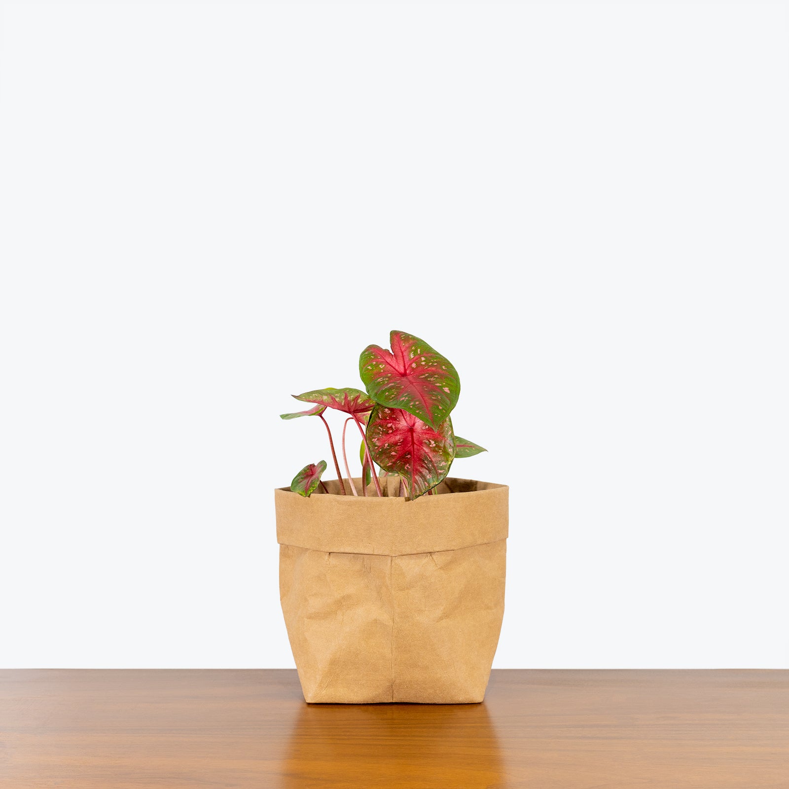 Caladium Red Flash - Toronto House Plant Delivery - JOMO Studio