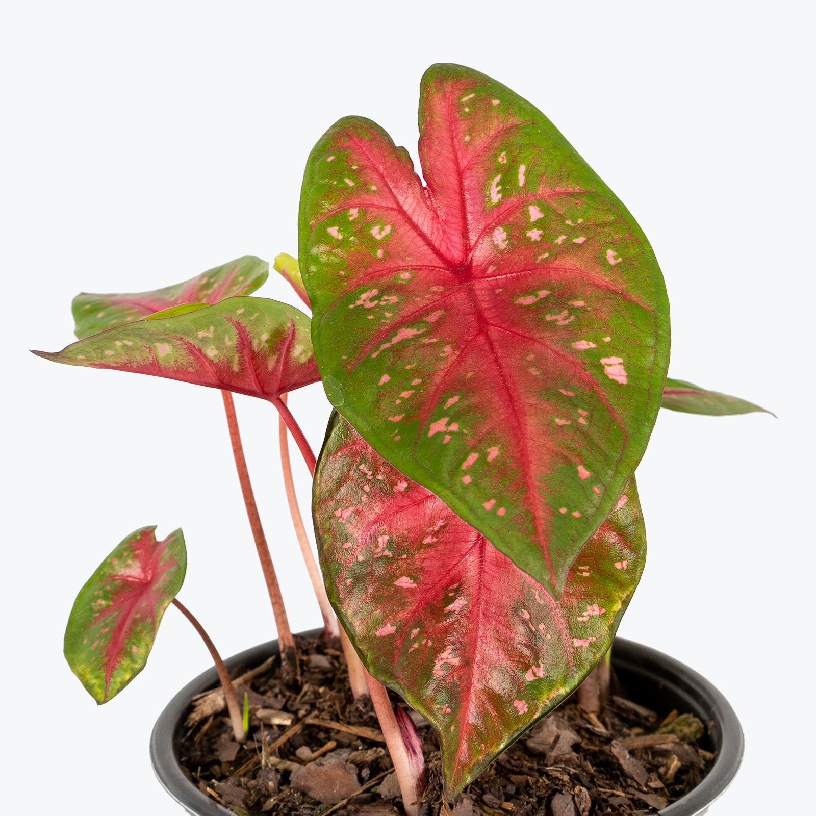 Caladium Red Flash - Toronto House Plant Delivery - JOMO Studio