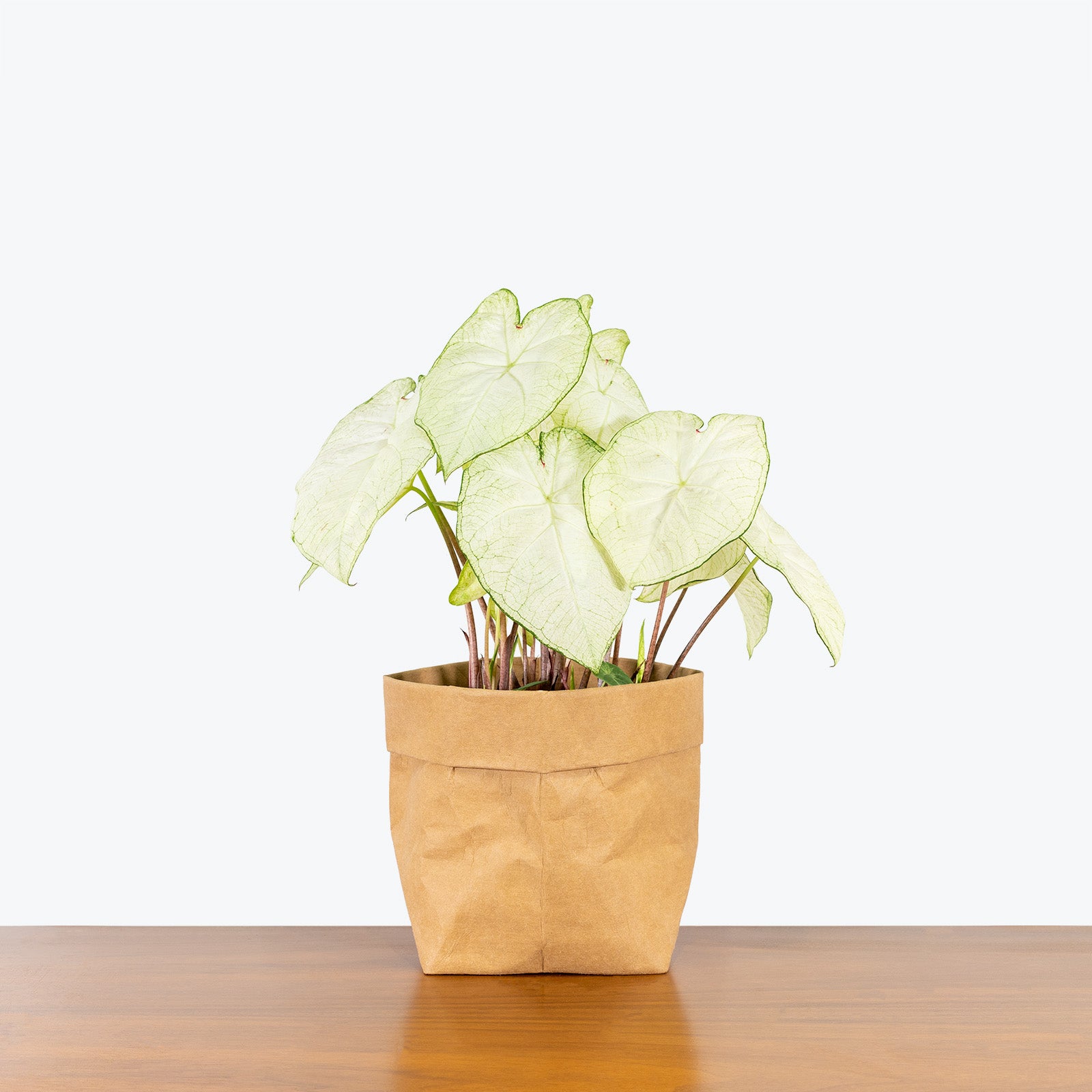 Caladium White Moonlight - Toronto House Plant Delivery - JOMO Studio