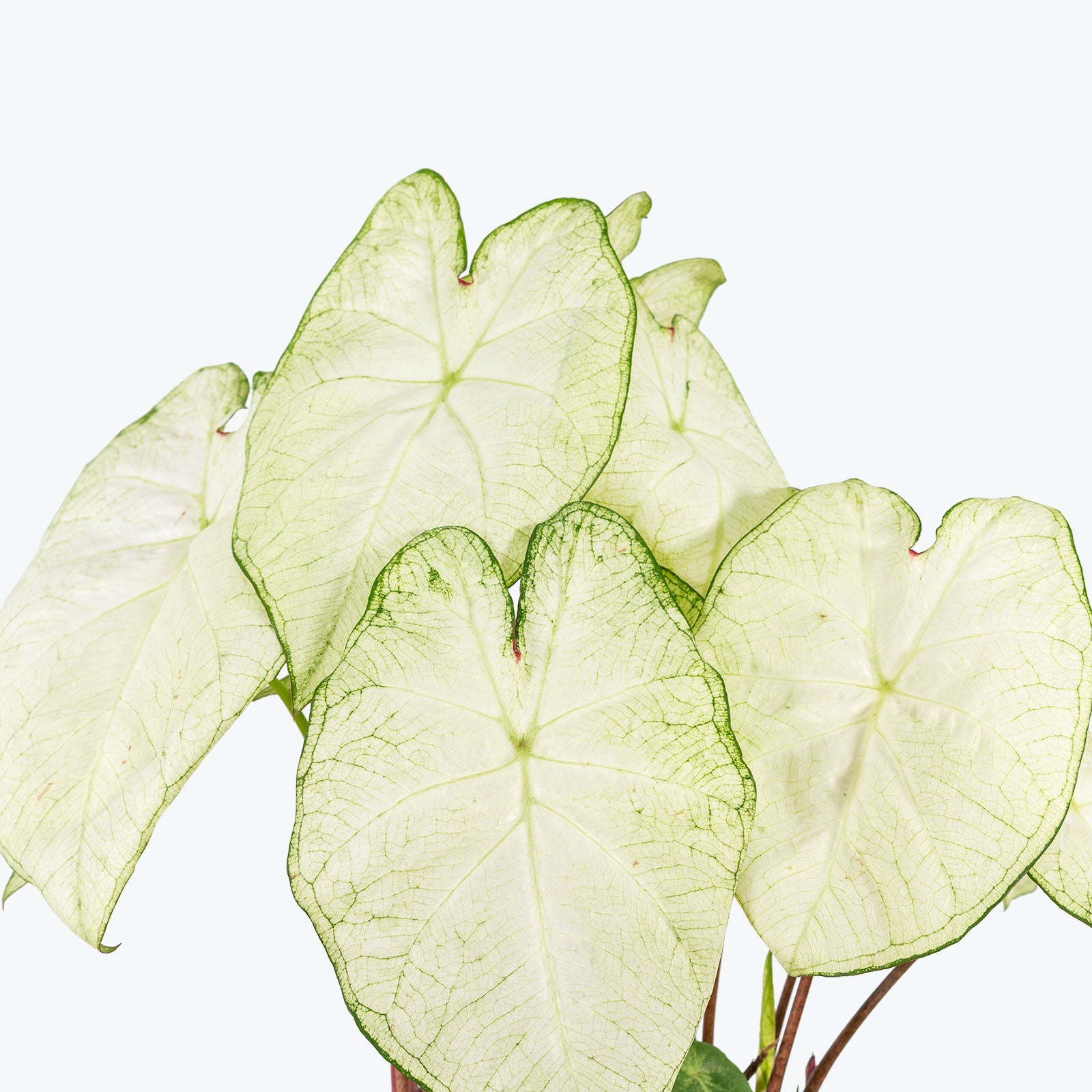 Caladium White Moonlight - Toronto House Plant Delivery - JOMO Studio