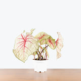 Caladium White Queen — 6" Pot