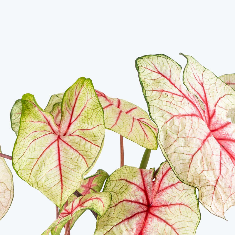 Caladium White Queen - Toronto House Plant Delivery - JOMO Studio