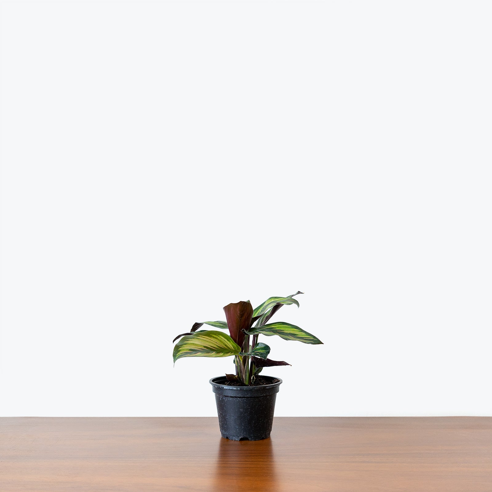 Calathea Beauty Star - Toronto House Plant Delivery - JOMO Studio