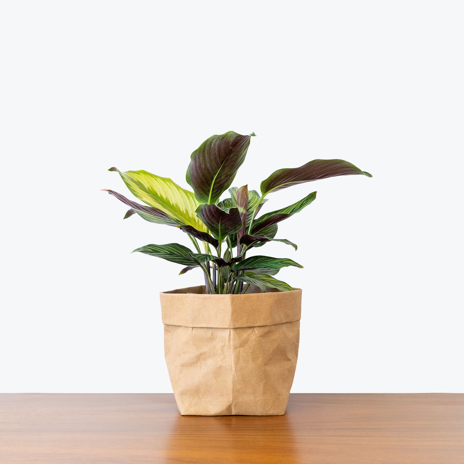 Calathea Beauty Star - Toronto House Plant Delivery - JOMO Studio