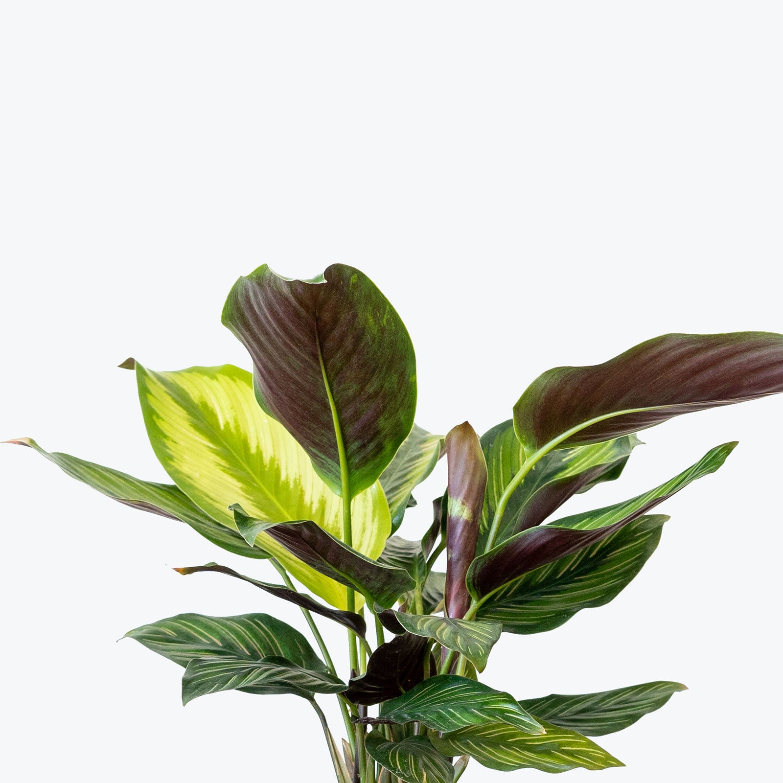 Calathea Beauty Star - Toronto House Plant Delivery - JOMO Studio