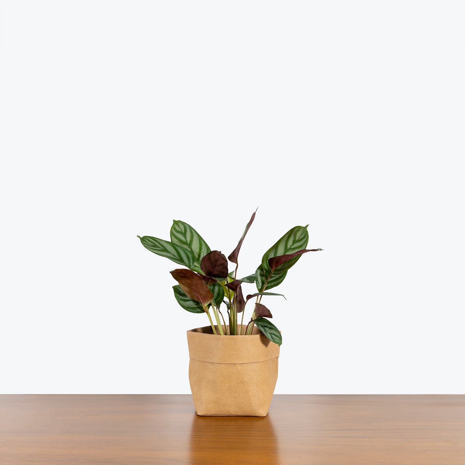 Calathea Compact Star - Toronto House Plant Delivery - JOMO Studio