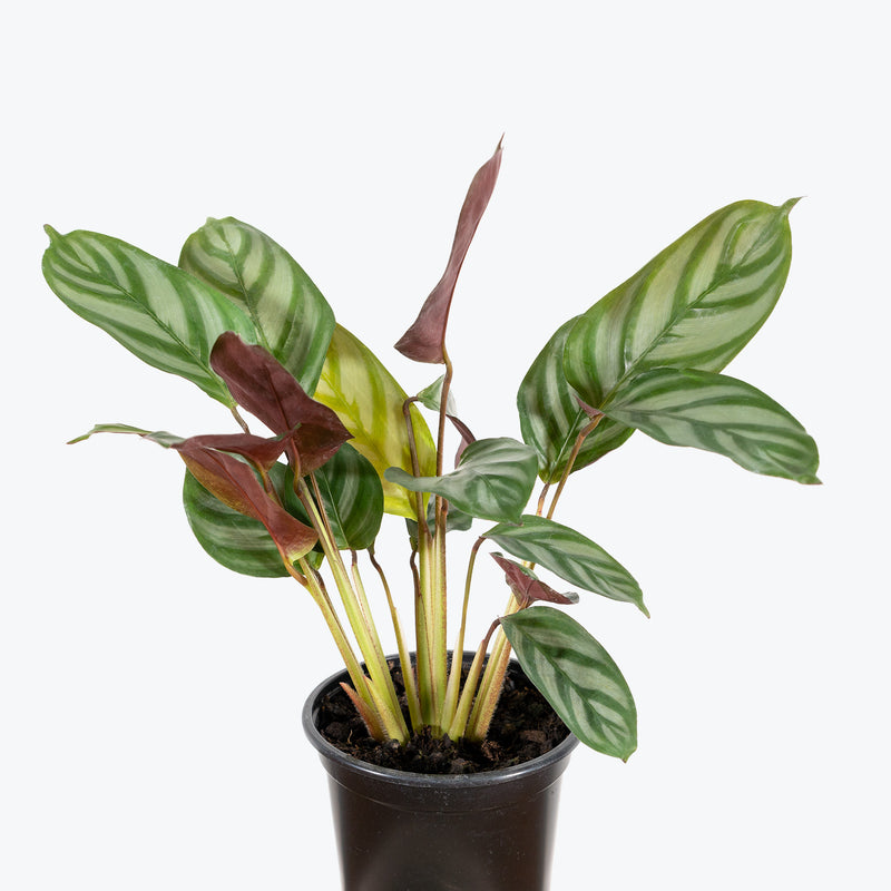 Calathea Compact Star - Toronto House Plant Delivery - JOMO Studio