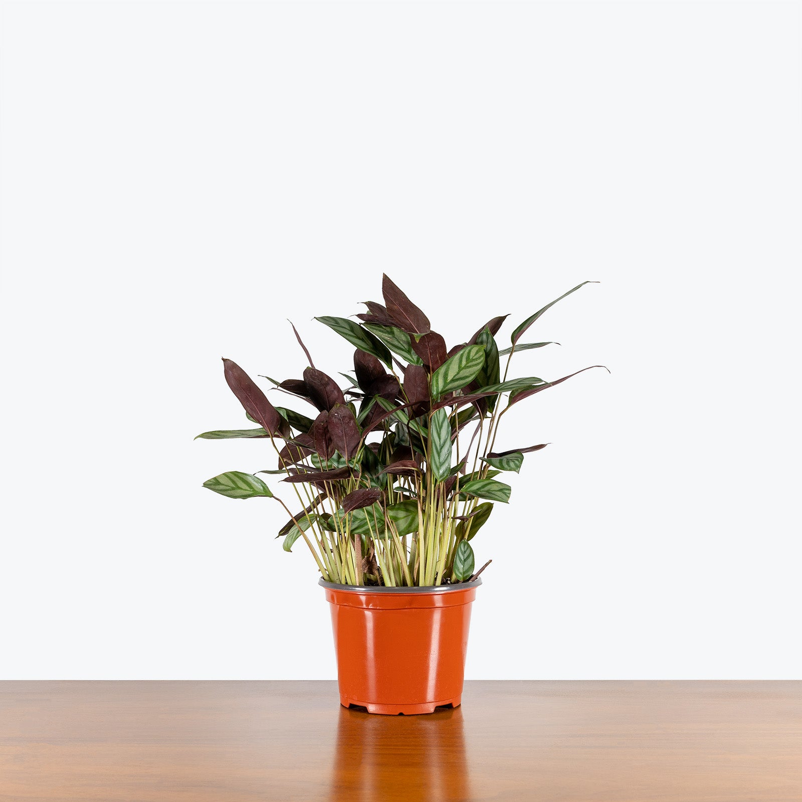 Calathea Compact Star - Toronto House Plant Delivery - JOMO Studio