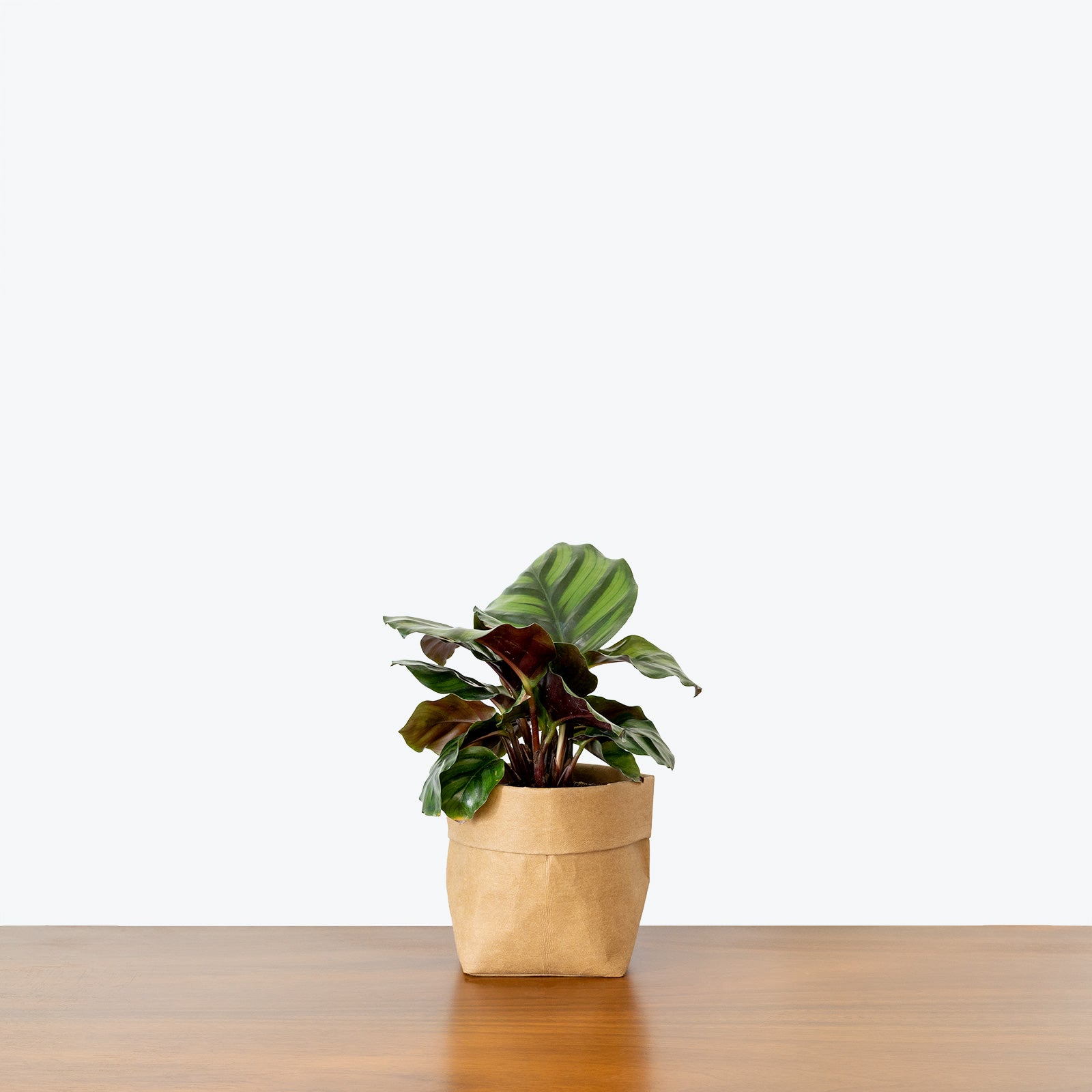 Calathea Fasciata Borrusica - Toronto House Plant Delivery - JOMO Studio