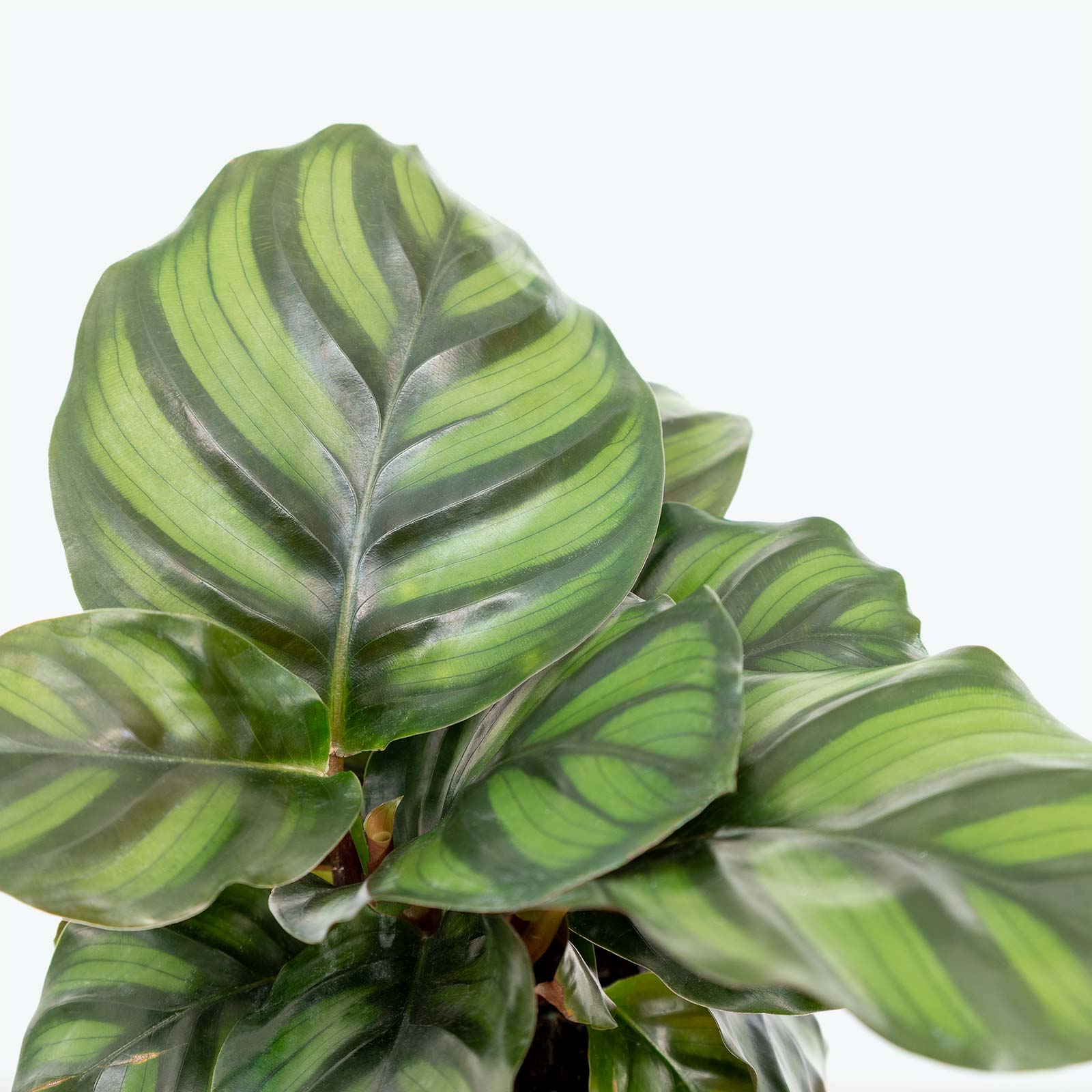 Calathea Fasciata Borrusica - Toronto House Plant Delivery - JOMO Studio
