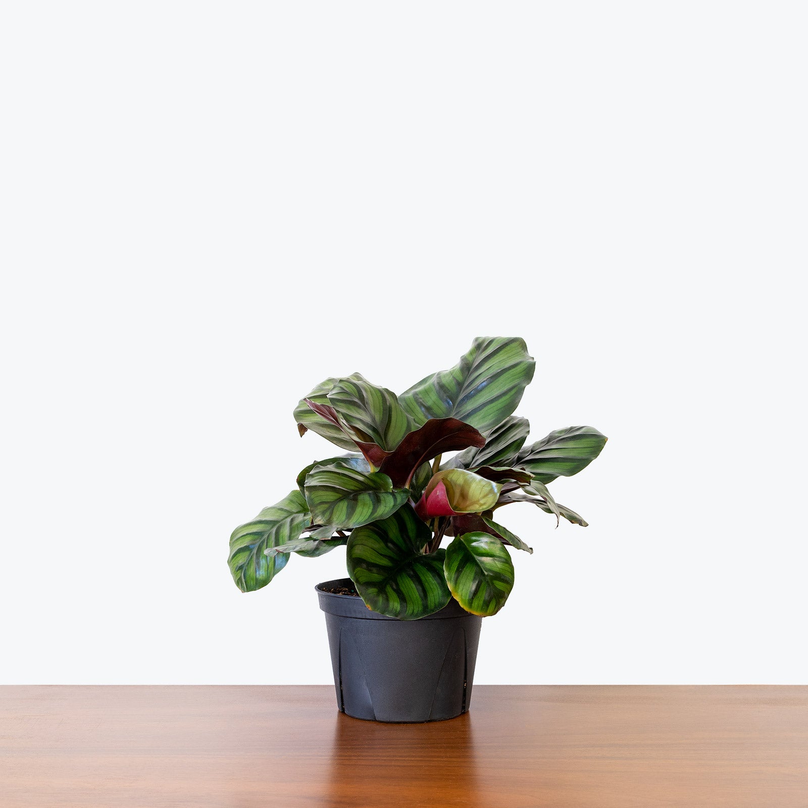 Calathea Fasciata Borrusica - Toronto House Plant Delivery - JOMO Studio