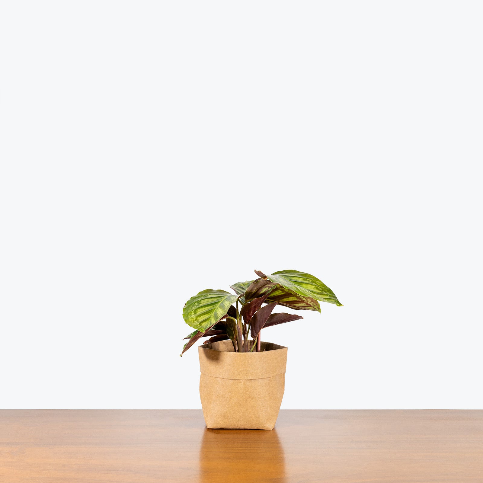 Calathea Flamestar - Toronto House Plant Delivery - JOMO Studio