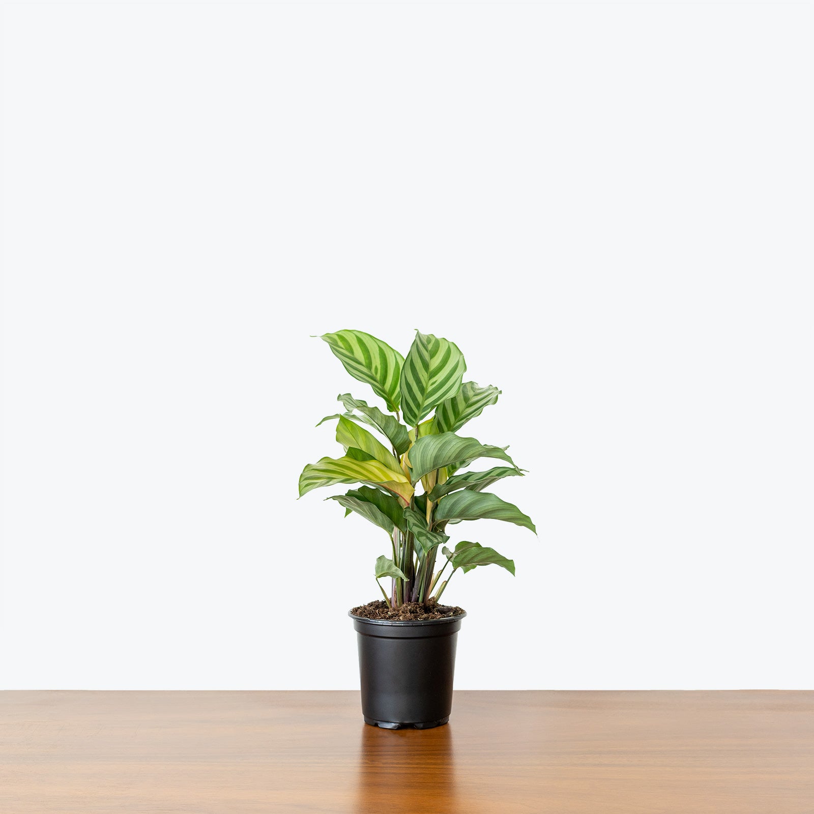 Calathea Freddie - Toronto House Plant Delivery - JOMO Studio