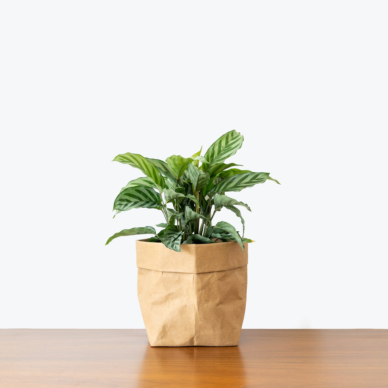 Calathea Freddie - Toronto House Plant Delivery - JOMO Studio