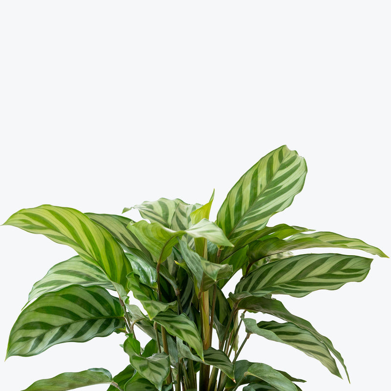 Calathea Freddie - Toronto House Plant Delivery - JOMO Studio