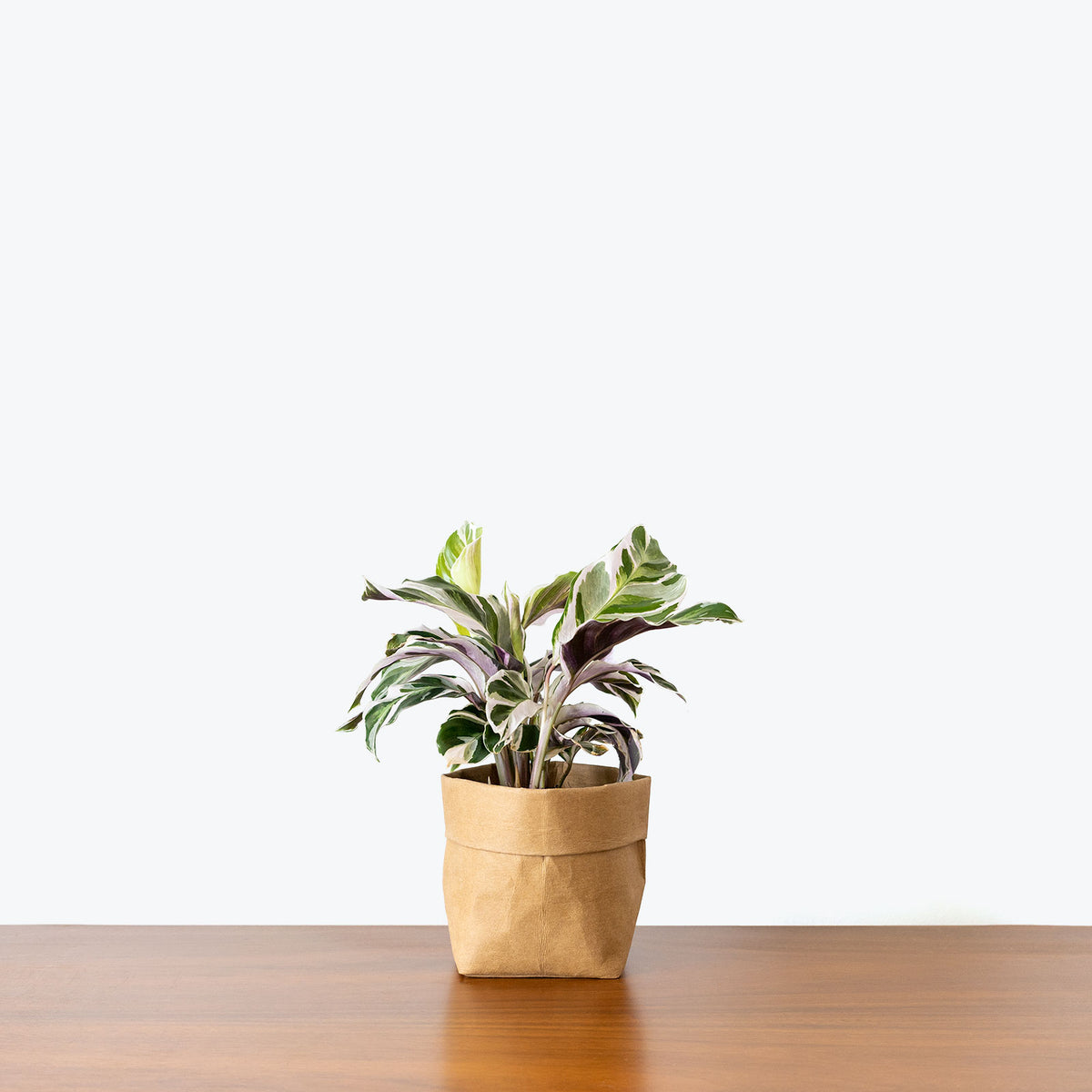 Calathea Fusion White - Toronto House Plant Delivery - JOMO Studio