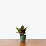 Calathea Lancifolia Rattlesnake — 4” Pot (some blemishes expected)