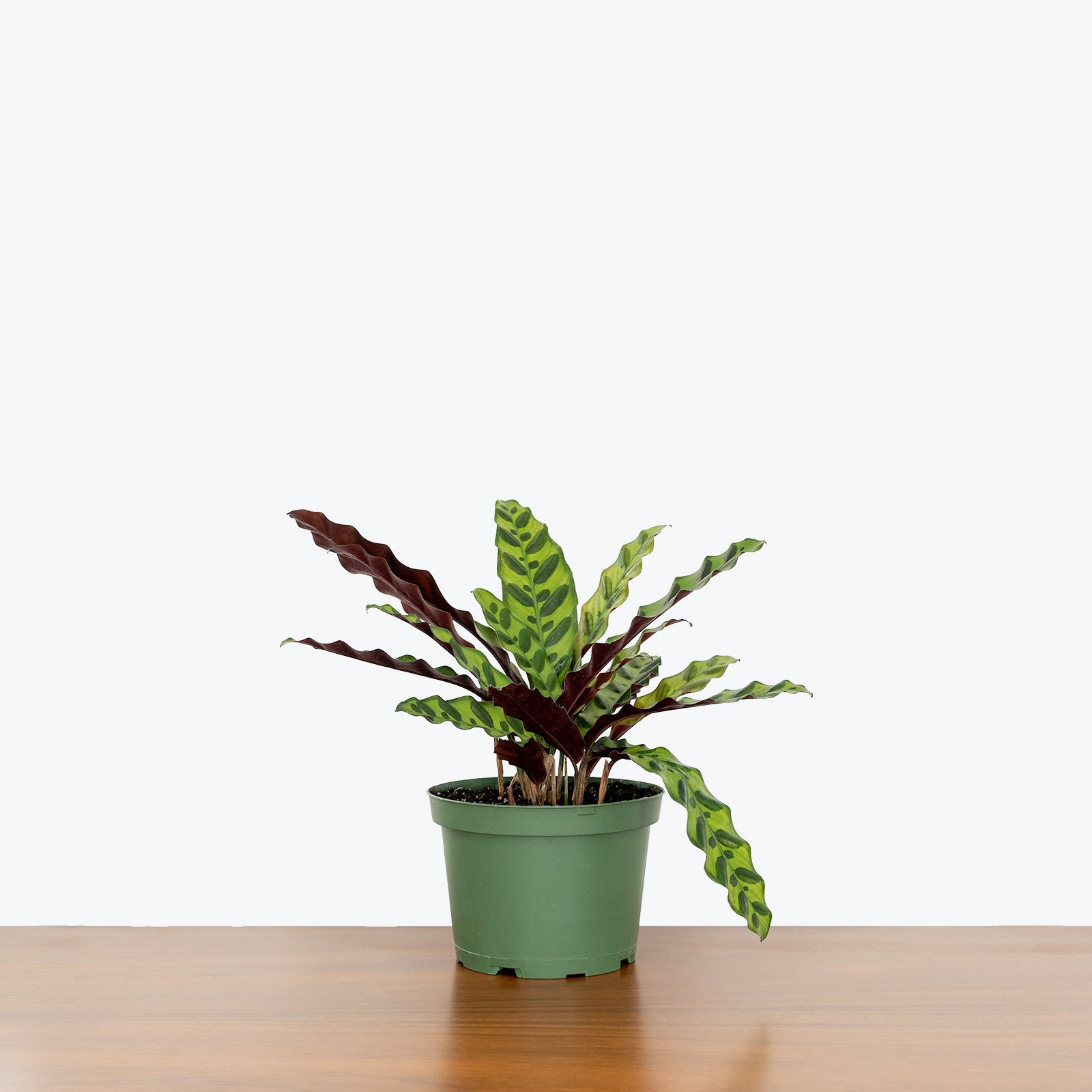 Calathea Lancifolia Rattlesnake | Care Guide and Pro Tips - Delivery from Toronto across Canada - JOMO Studio