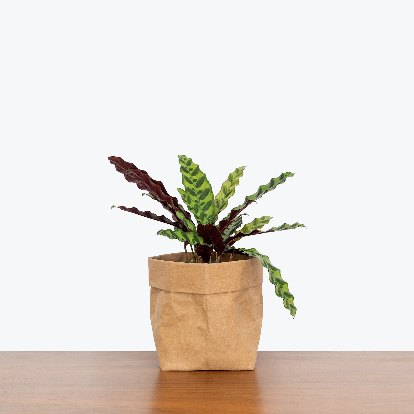 Calathea Lancifolia Rattlesnake | Care Guide and Pro Tips - Delivery from Toronto across Canada - JOMO Studio