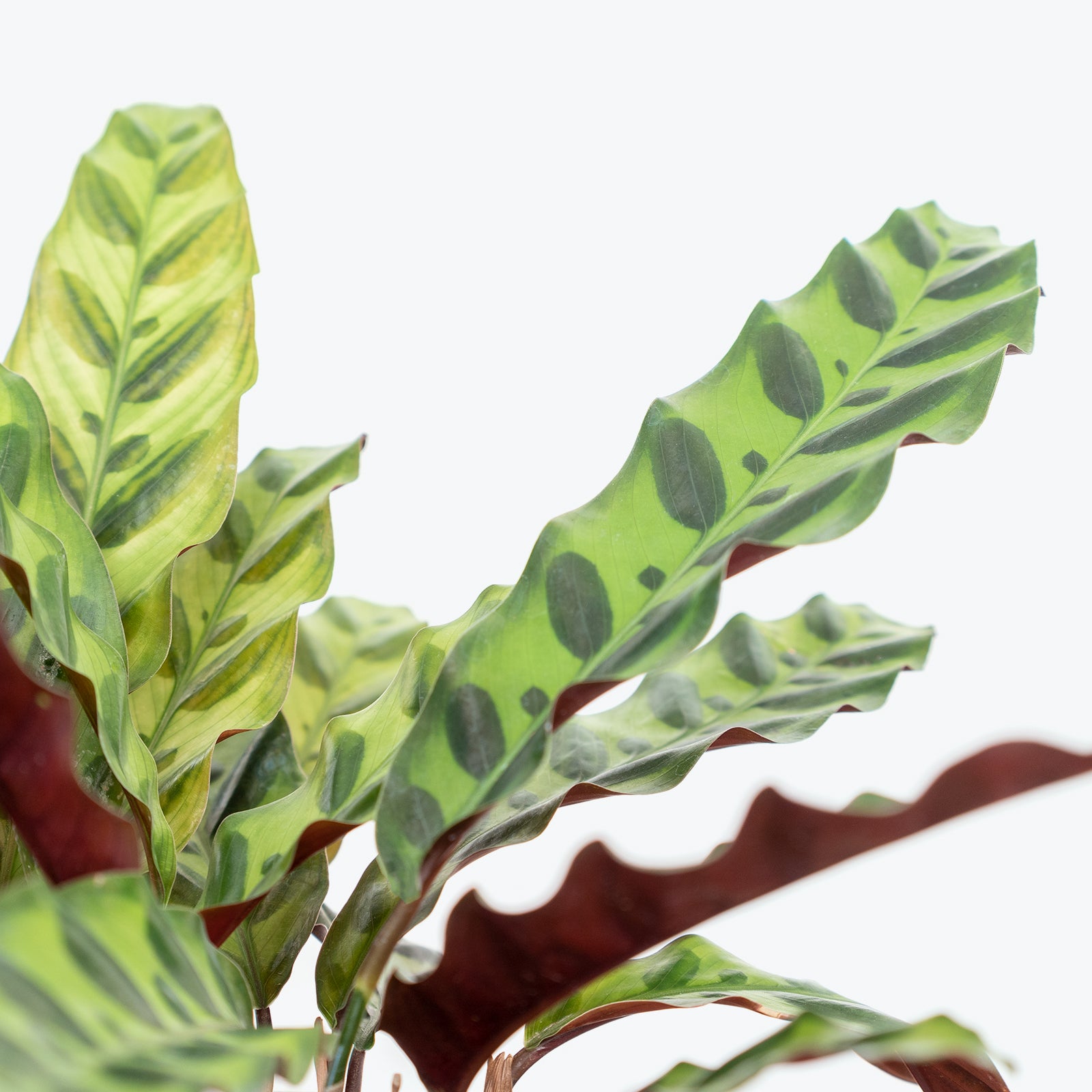 Calathea Lancifolia Rattlesnake | Care Guide and Pro Tips - Delivery from Toronto across Canada - JOMO Studio