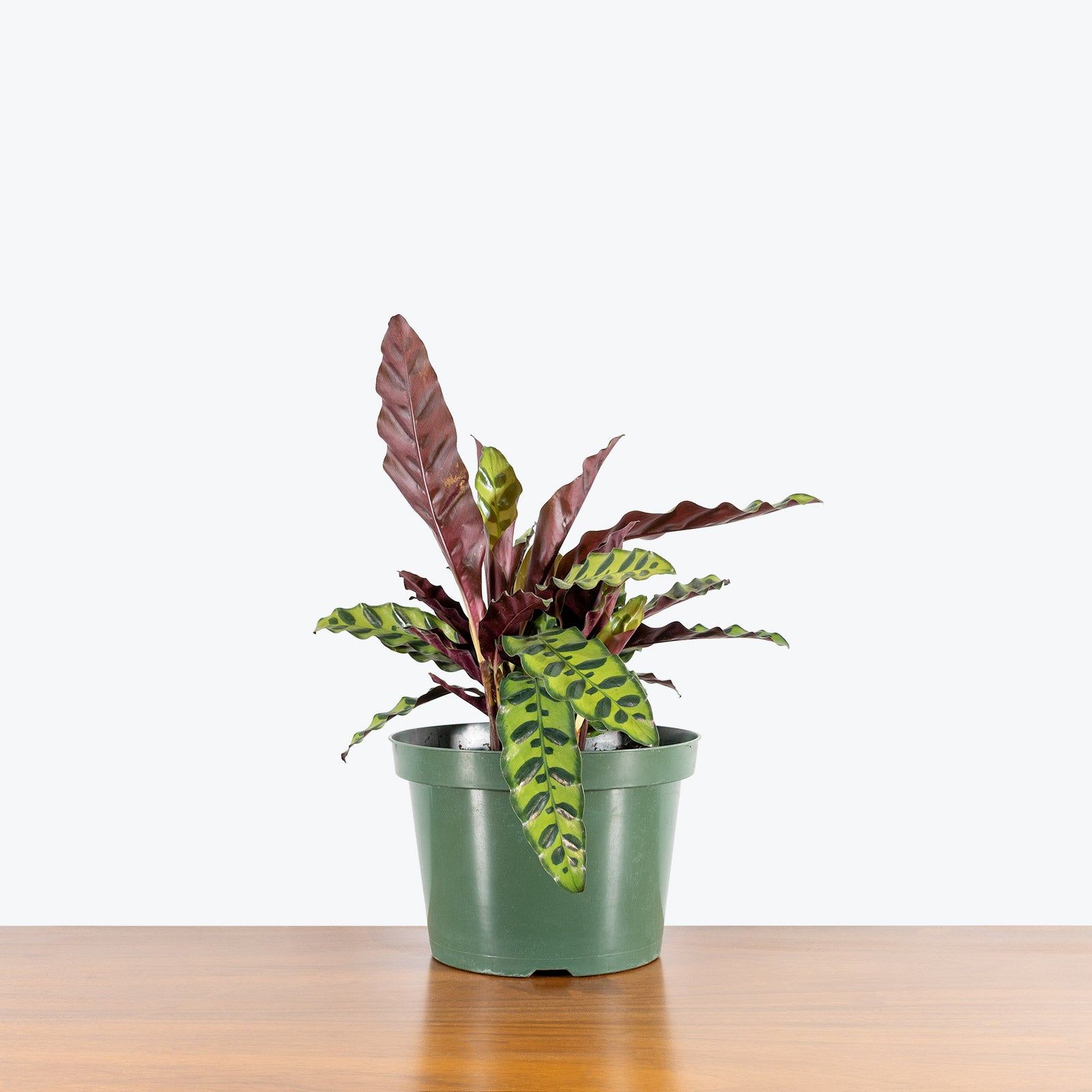 Calathea Lancifolia Rattlesnake | Care Guide and Pro Tips - Delivery from Toronto across Canada - JOMO Studio