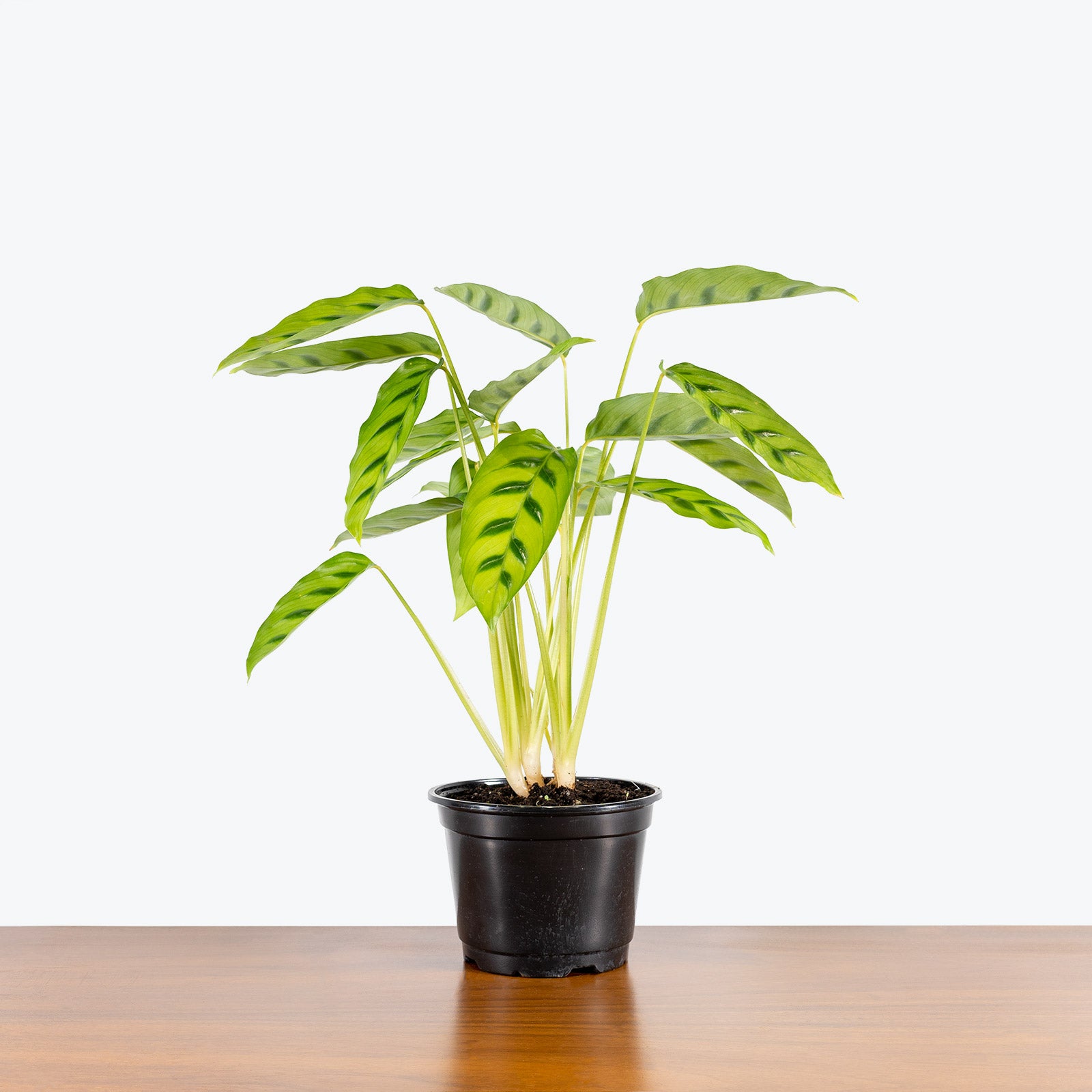 Calathea Leopardina - Toronto House Plant Delivery - JOMO Studio