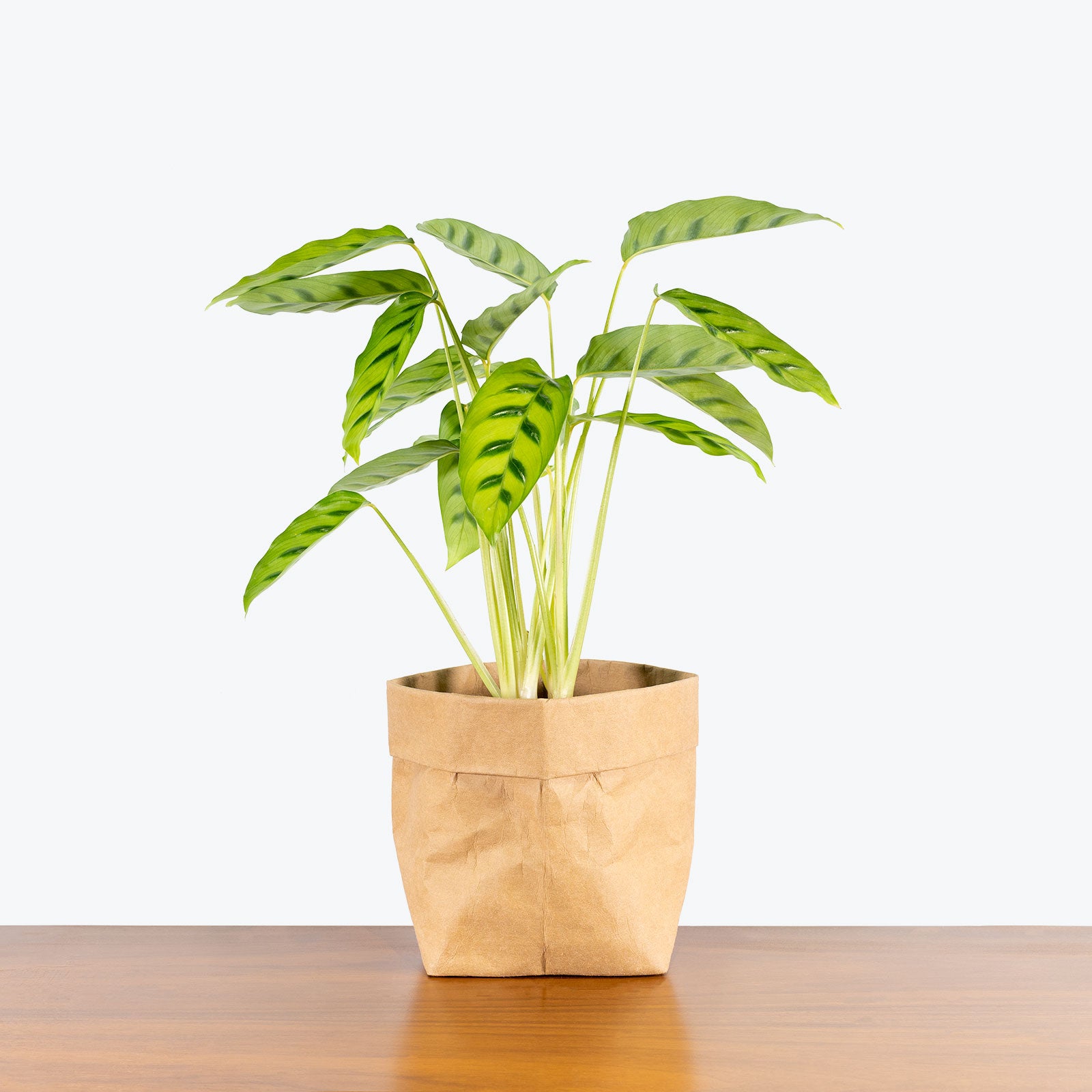 Calathea Leopardina - Toronto House Plant Delivery - JOMO Studio