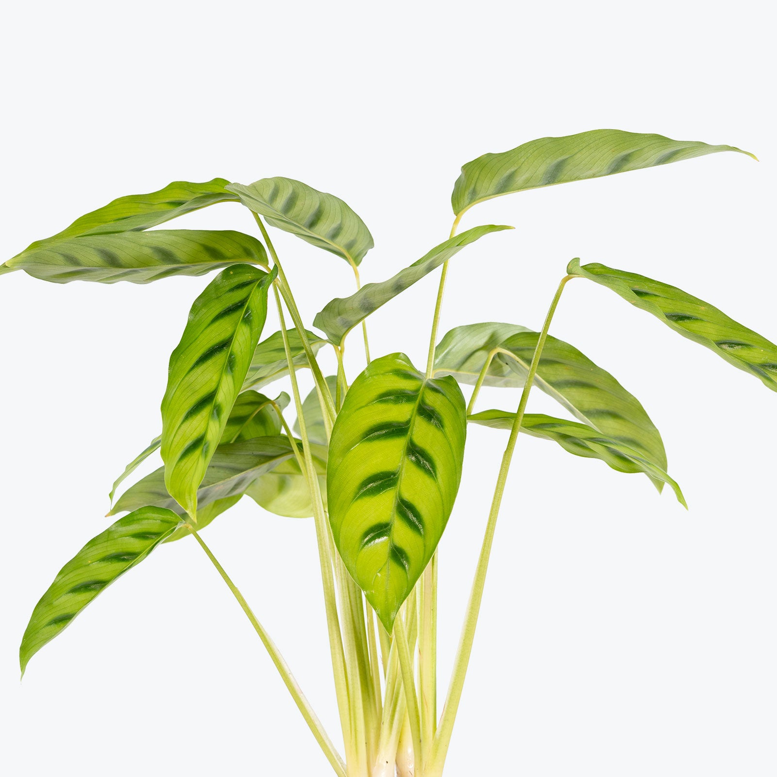 Calathea Leopardina | Care Guide and Pro Tips - Delivery from Toronto across Canada - JOMO Studio